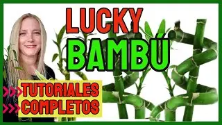 🎋Bambu de la Suerte, bamboo lucky .@VeronicaCampaniniPlantas