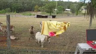 Champion Goaty Helpers At Master Ridge's Barbed Wire Rescue