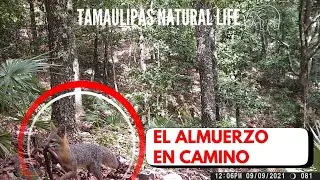 FOTOTRAMPA EN TAMAULIPAS (zorro-tlacuache-ajol)