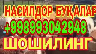 ТОШКЕНТ ШАҲАР ҚИБРАЙ ТУМАНИ