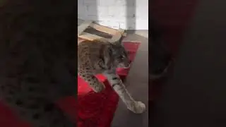 Нападение рыси!😸