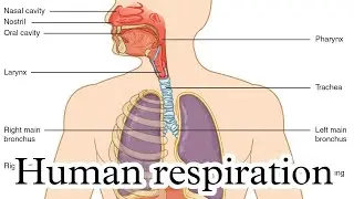 respiration in human body - मानव में श्वसन | Knowledge TV