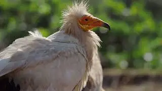 A bird never wants a cage | Episode - 43