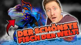 DER SCHÖNSTE FISCH im BOX Aquarium! 😍