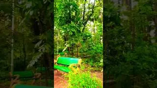 Bangalore Park Greenery 🌿 #shorts #bangalore #bengaluru