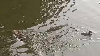 Утки