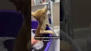 Готовится к новой семье 🥰 осталось еще двое! САМАРА! Откликнетесь!