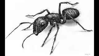 Kobra Project - Black Ants