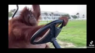 orangutan driving a golf cart while the song “slipping through my fingers” by Mckenna is playing