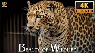 The Beauty of Wildlife 4K Ultra HD