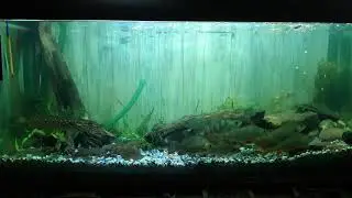 Akwarium zimnolubne moj 1 mm Węgorapy