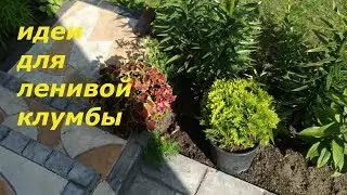 ИДЕИ ПОСАДКИ ЦВЕТОВ ДЛЯ ЛЕНИВОЙ КЛУМБЫ   ОДНОЛЕТНИКИ И МНОГОЛЕТНИКИ