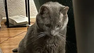 Tommy playing!