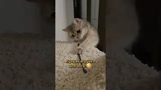 Лучшая игрушка для кота 😂 #cats
