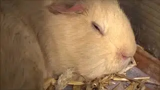Sleeping Beautys