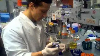 cloning cycle   agarose gel DNA purification with zymo columns pt1