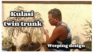 KULASI TWIN TRUNK | WEEPING DESIGN #179