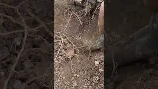 I Thought it was Trash!!#metaldetecting #detectinghistory #civilwarrelics #civilwar #ramdetecting