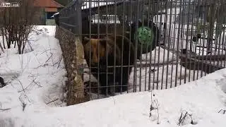 Caged brown bear attacks idiot