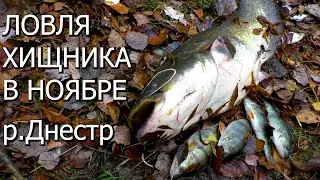 Ловля хищника в ноябре 2022.Река Днестр