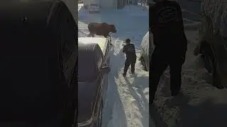 Small Dog Stands Up to Massive Moose