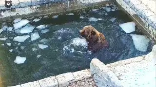 Когда сезон купания ждать уже нет сил🐻🌊Водичка огонь🔥