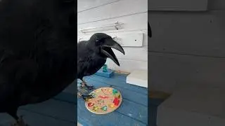 #animal #crow #commonraven #воронгоша #birds #animals #raven