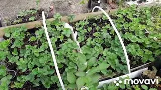 Отличный лайфхак - способы использования агроволокна