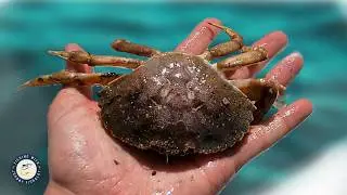 DO THIS With Baiting Your Crabs To Catch More Fish