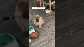Our Cat and Dog’s friendship journey
