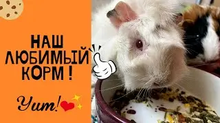 КАК выбрать корм для морской свинки? / Versele-Laga Crispy Muesli : Все плюсы и минусы / Отзыв
