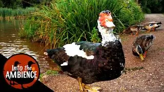 Feeding Ducks and Swans in the Evening - 4K Nature Relaxation Video - Muscovy Duck, Mallards, Swans