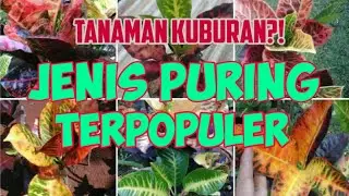 JENIS PURING TANAMAN HIAS YANG SEDANG TREND dan HARGANYA