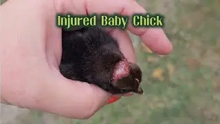 What Happened To This Baby Chick?