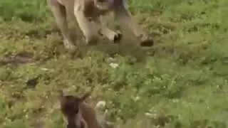 #Lioness loving Cubs; #Love is life #shorts #youtubeshorts #shortvideo #shor