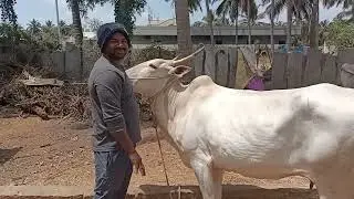 Farmer Darashan,Kyathanahalli, Pandupura Taluk with Hallikar 2 Cows & calves