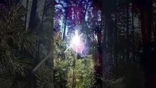 Яркое солнце в лесу! Вау!