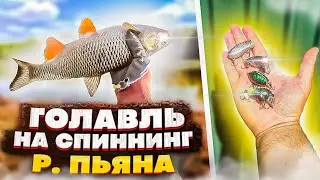 Голавль на спиннинг на р.Пьяна в Нижегородской области. Голавль на воблеры. Рыбалка река Пьяна.