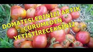 Artık domatesleriniz çürümeyecek! Doğal kalsiyum gübresi yapımı