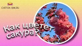 Как цветет сакура? / Сад Ворошиловой