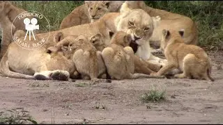 Not so loving lion mom - reality of 15 cubs
