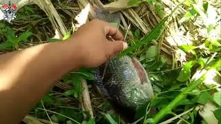 Masih berlanjut, pemburu ikan di rawa
