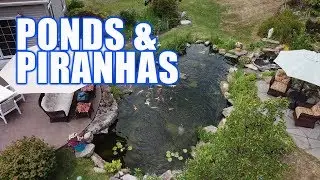 Piranhas? And a Pond? : Greg Wittstock, The Pond Guy