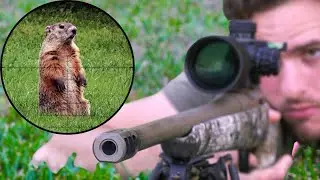 Sniping Groundhogs with .204 RUGER! (Scope Cam)