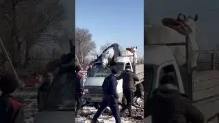 Ат Газельдин устундо чыгып кетиптир!
