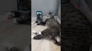 Petisco da vovó que não chega nunca 😹 - agradecendo comentários #ep14