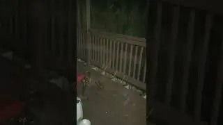 Raccoon Party!!! #raccoon #greeneville #tennessee
