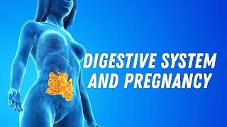Digestive system and pregnancy #doctorberezovska #olenaberezovska #pregnancy #digestion #heartburn