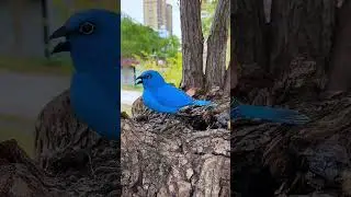 bird toys 