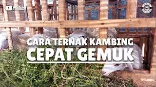 RAHASIA‼️ TIPS CARA TERNAK KAMBING SUPAYA CEPAT GEMUK - PB. Sri Asih Cipajang
